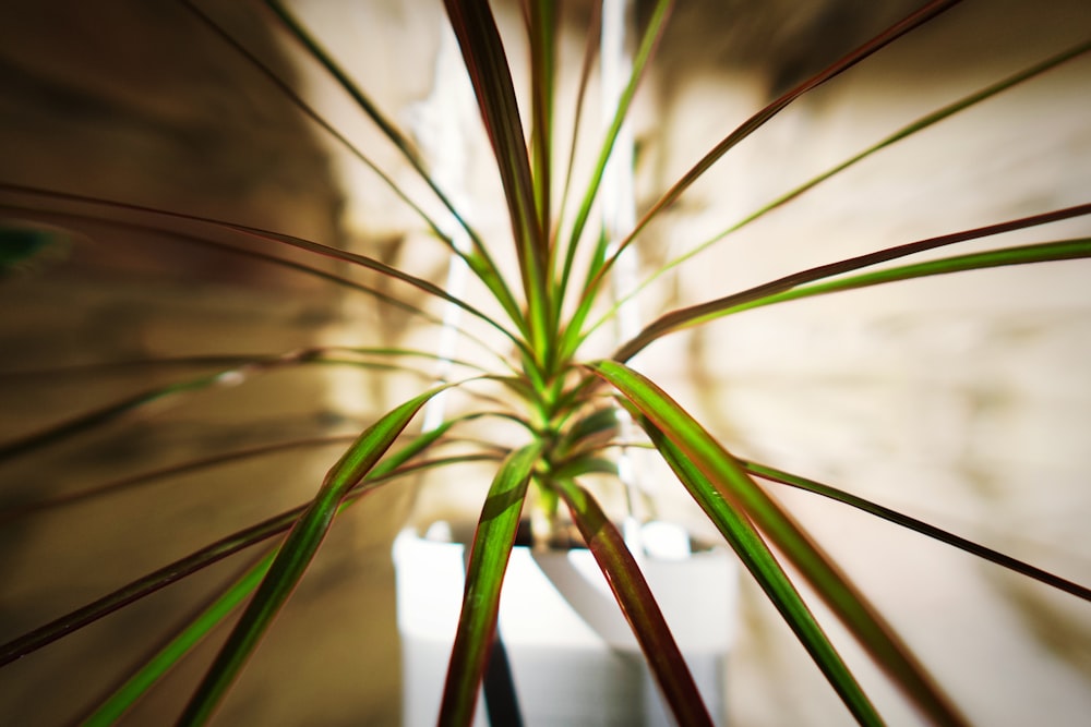 shallow focus photo of green plants