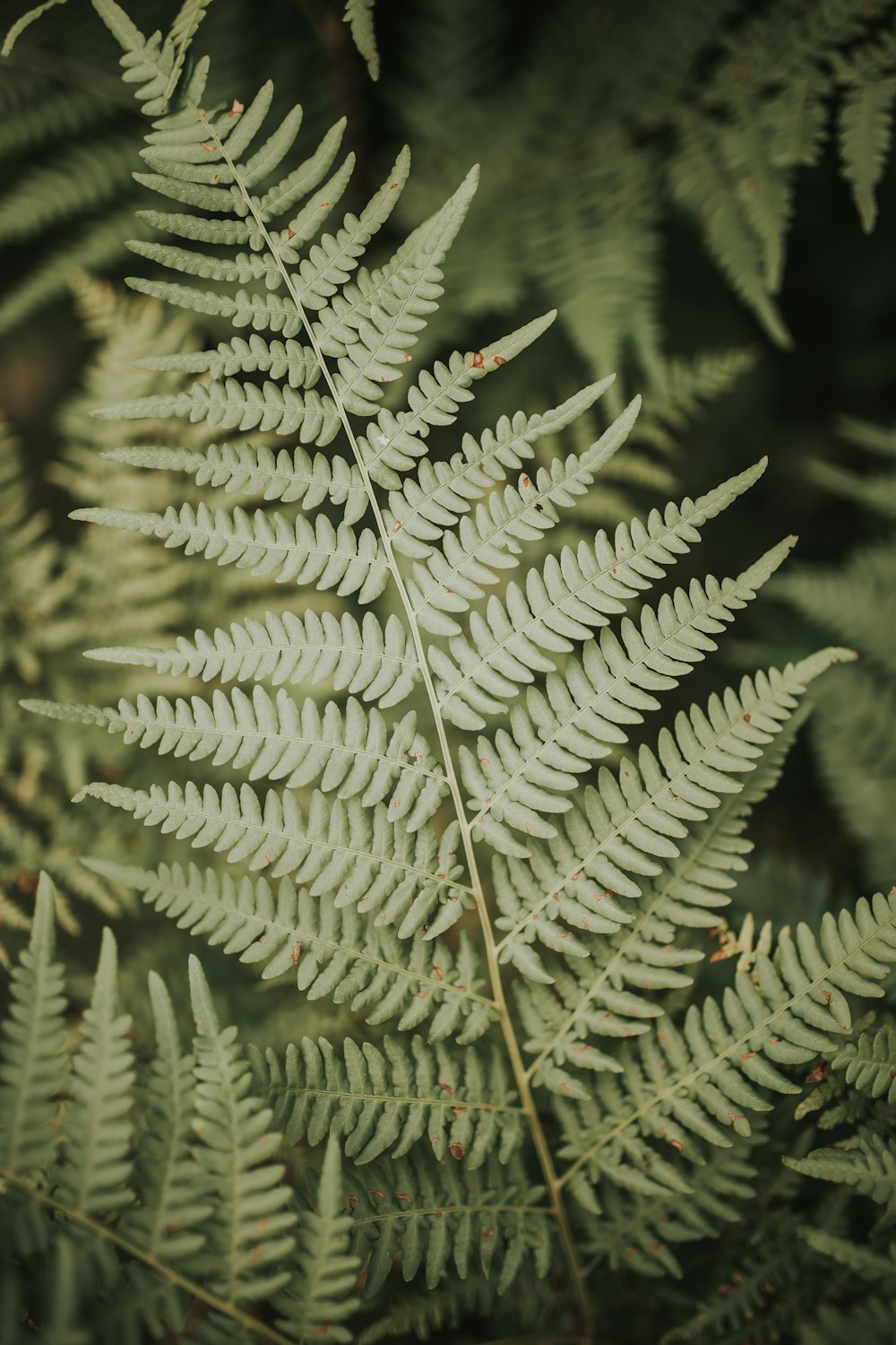 fern plant