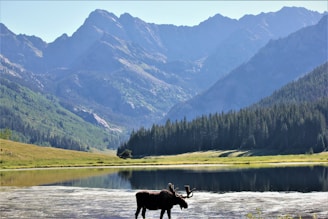 moose beside body of water