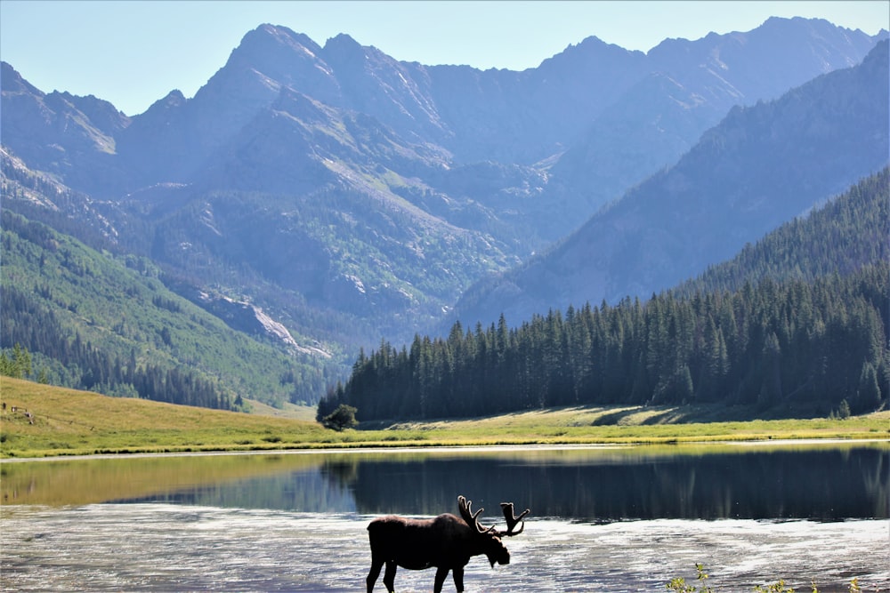 moose beside body of water