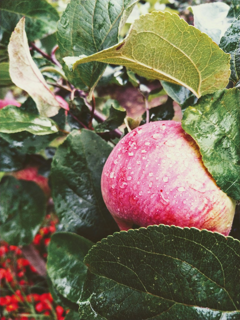 red apple on focus photography