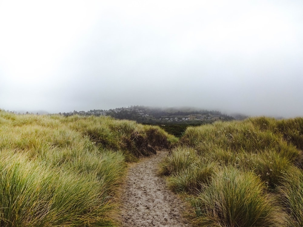 green grass filed under cloudy sky