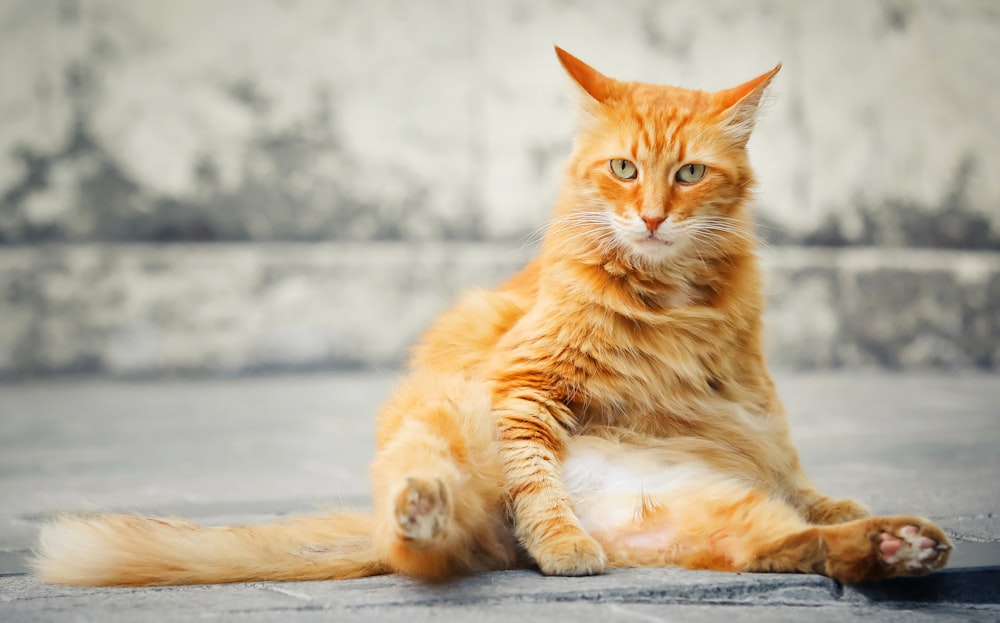 orange cat