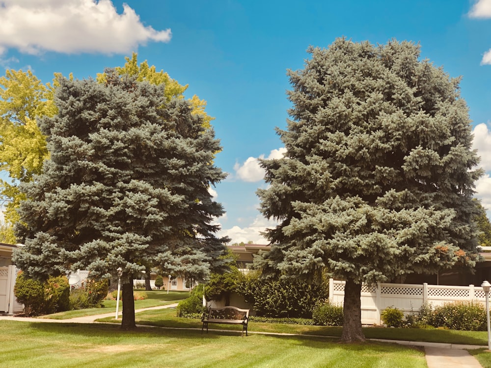 green trees