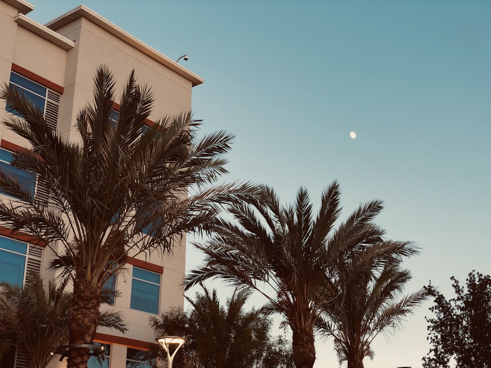 coconut palm trees in front building