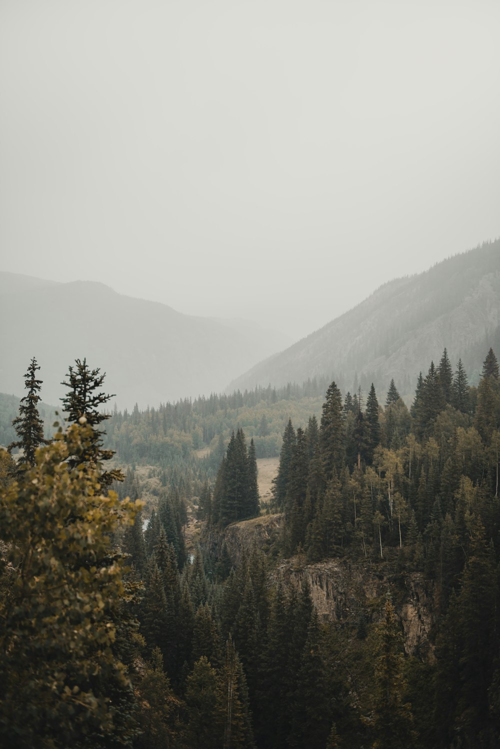 forest with tall trees covered with fogs