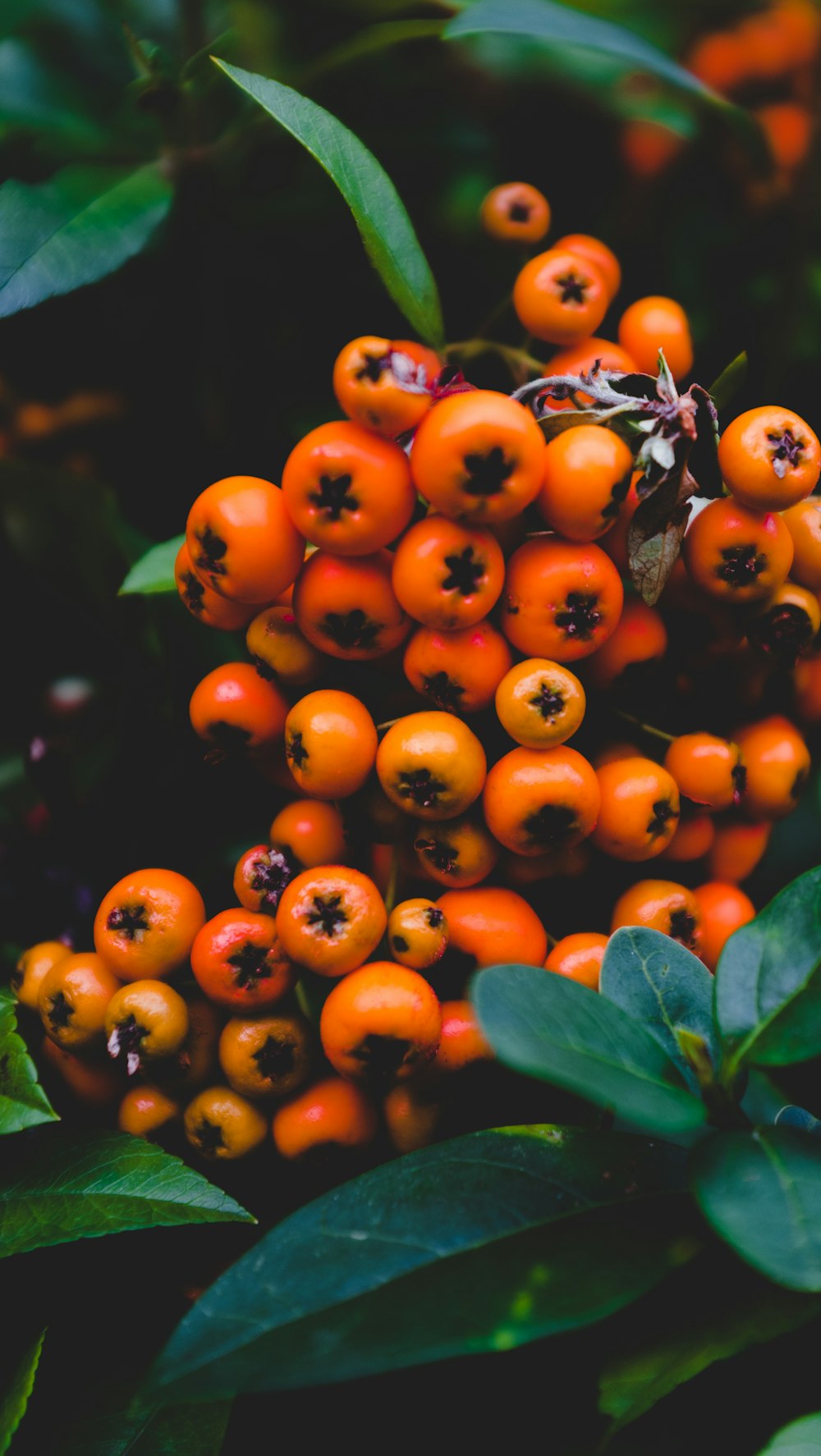 Lote de frutas laranja