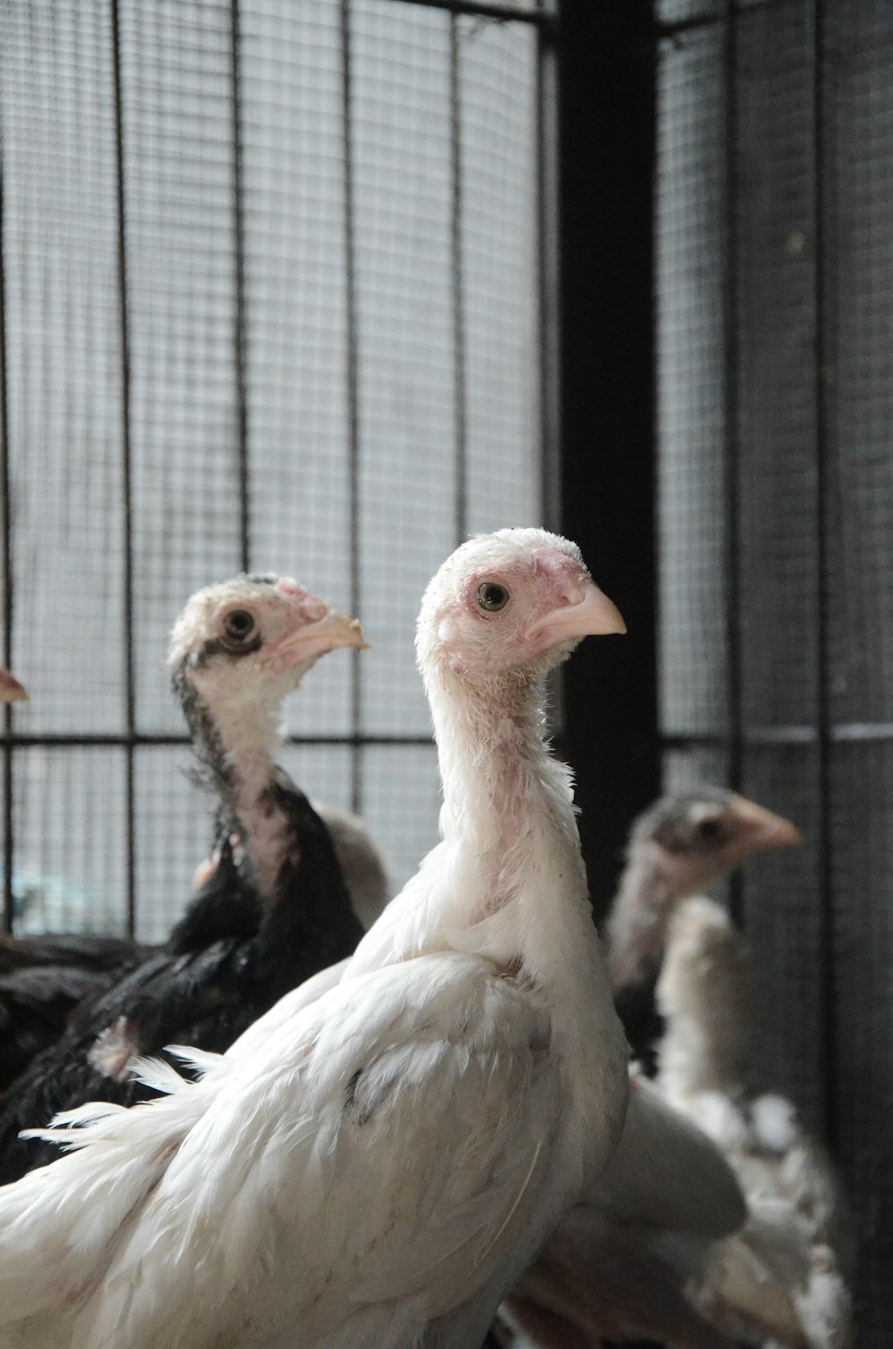 several white and black chickens inside a cage