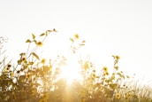 blooming yellow sunflower field