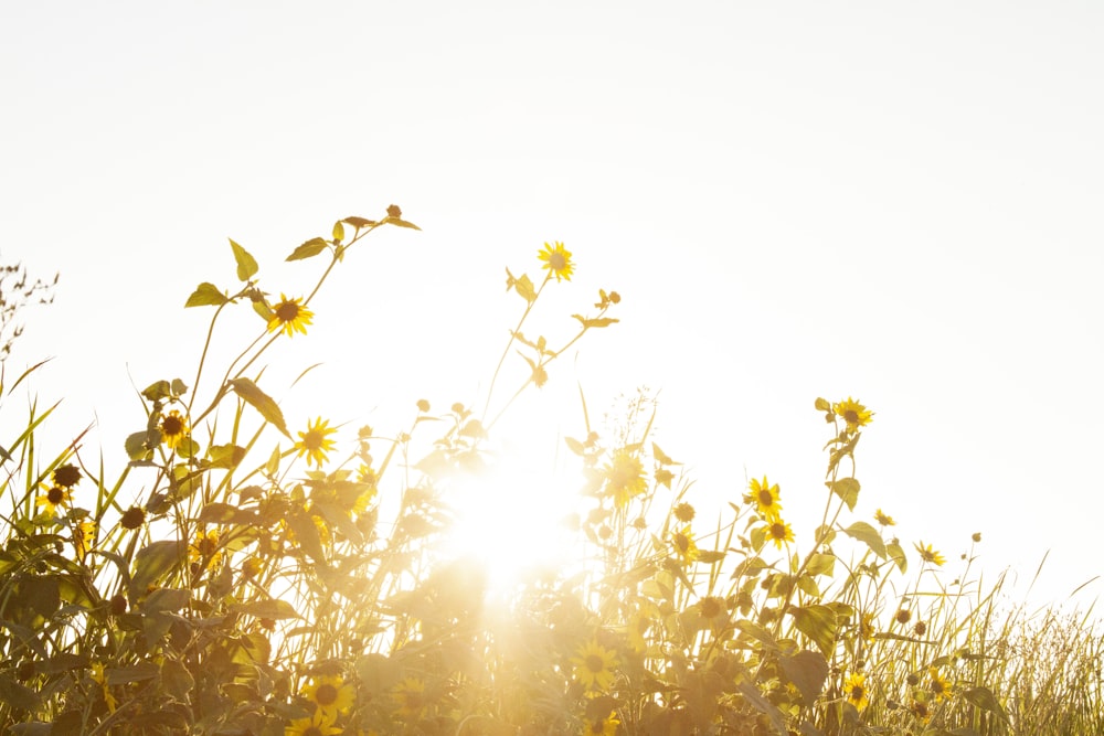 blühendes gelbes Sonnenblumenfeld