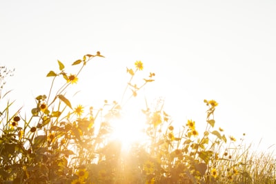 blooming yellow sunflower field sunlight teams background