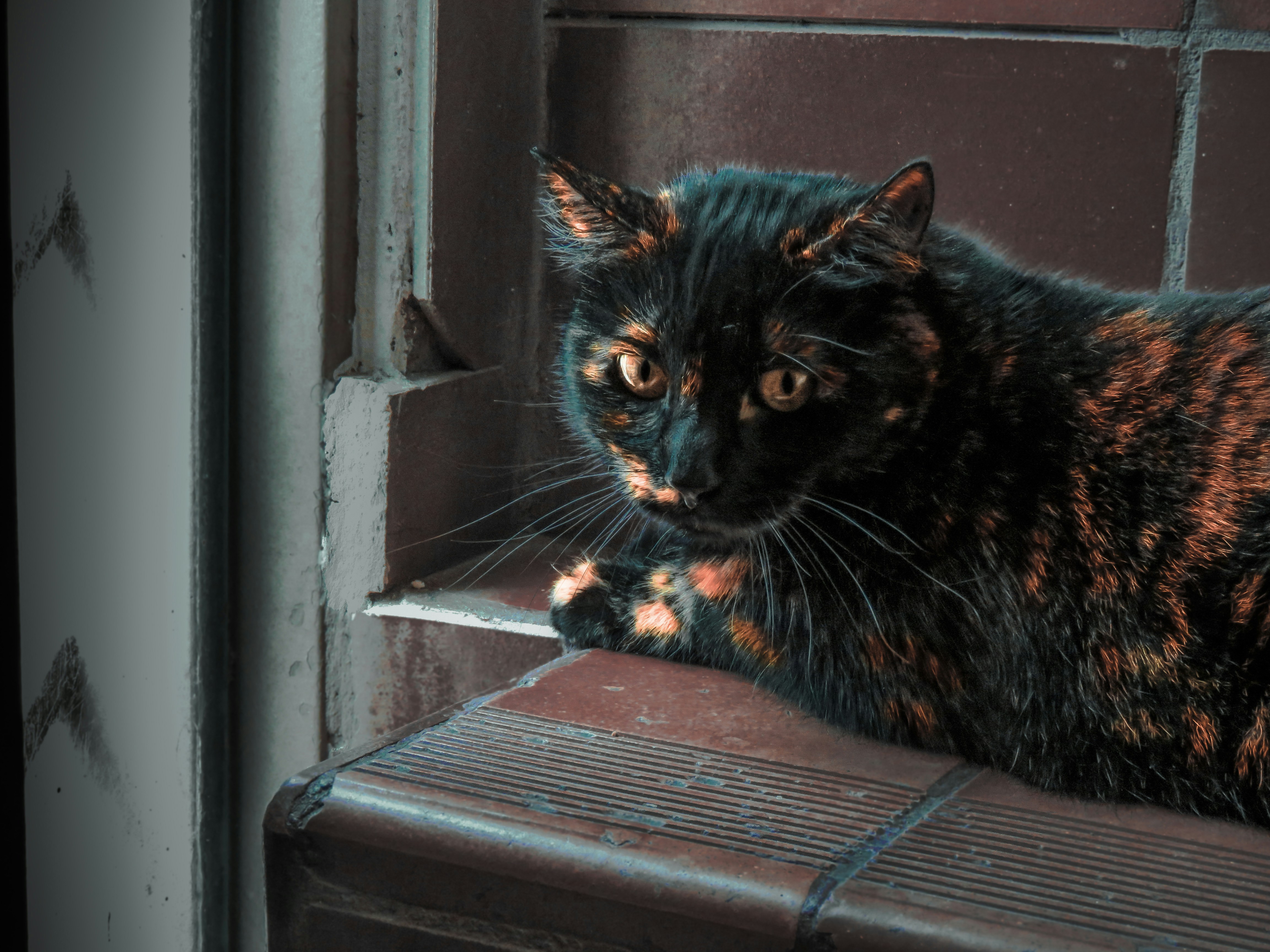 The black cat.