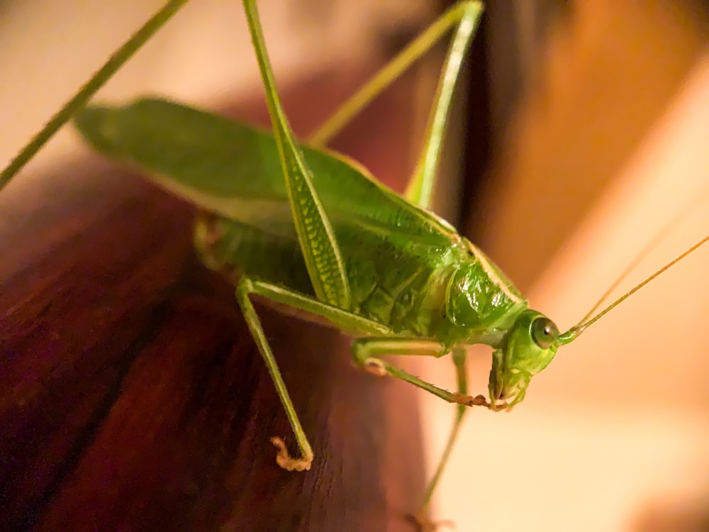 green grasshopper