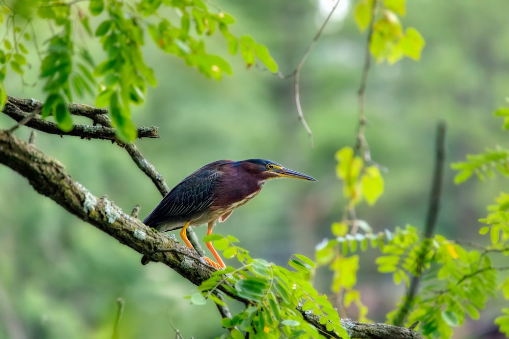 brown bird