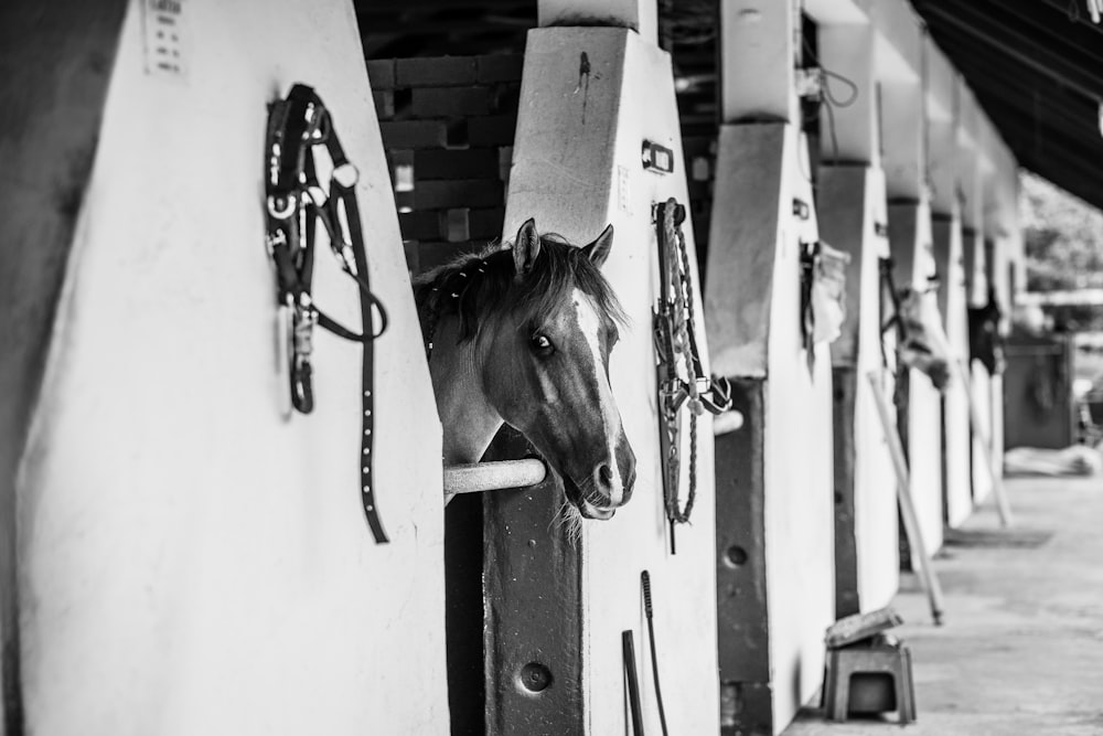 a black and white photo of a horse sticking its head out of a stable