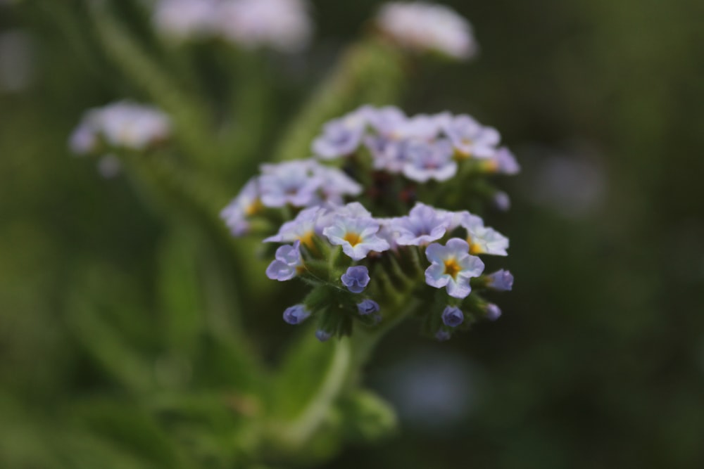 selective focus photography of purple-petaled flower