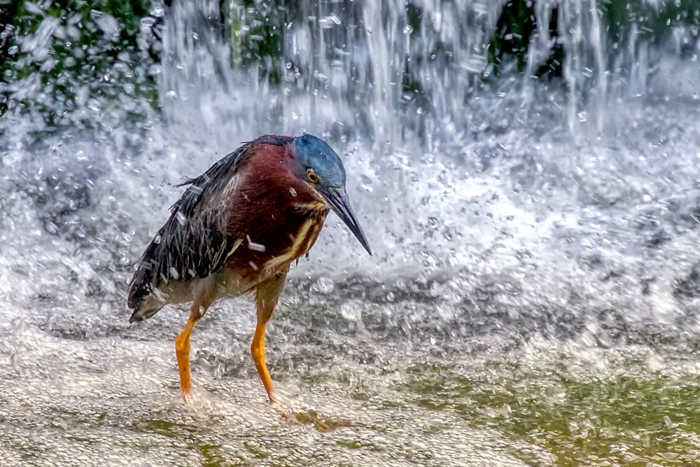 ibis pássaro perto do corpo d'água