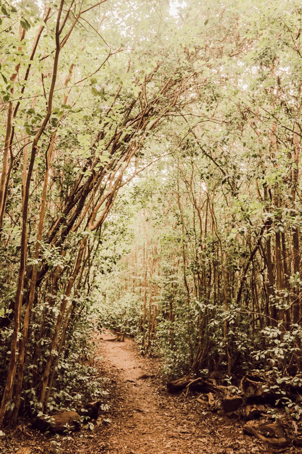 pathway surrounded with tall and green trees during daytime