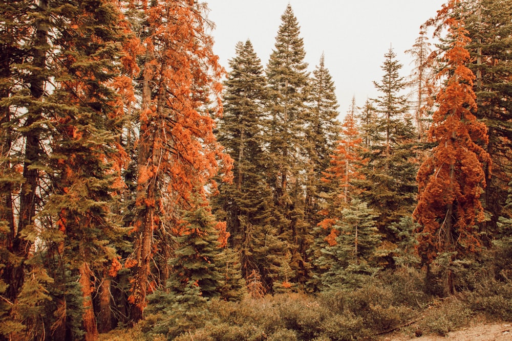 green and orange trees during daytime