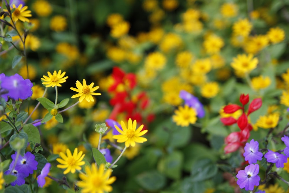 selective focus photography of yellow and purple flowers