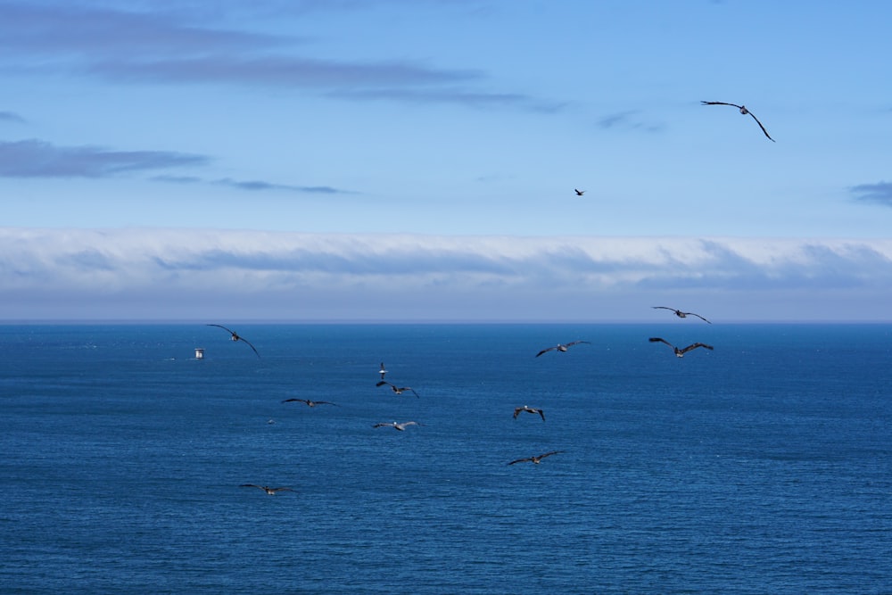 flight of black birds above body of water