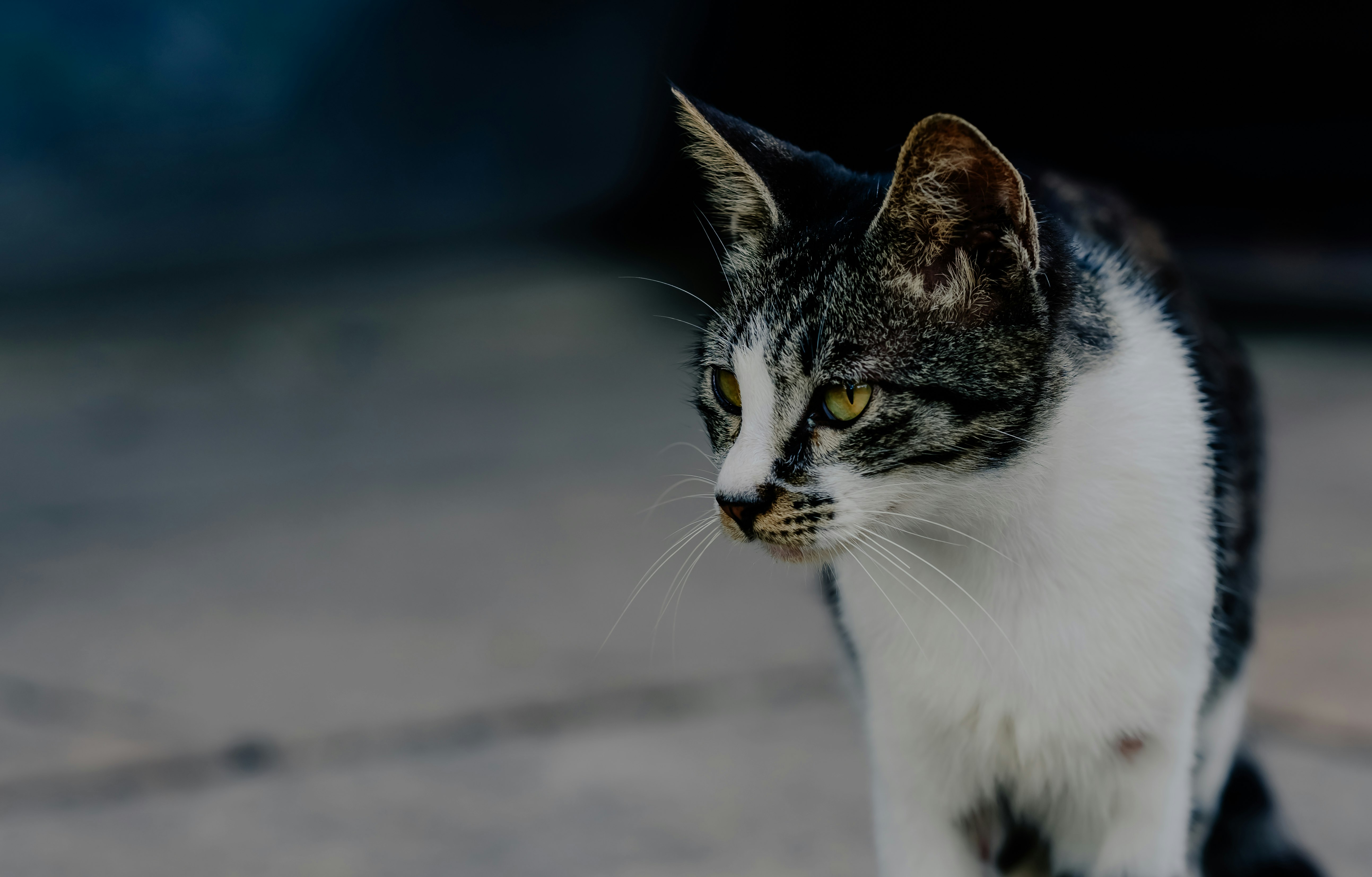 white and black cat