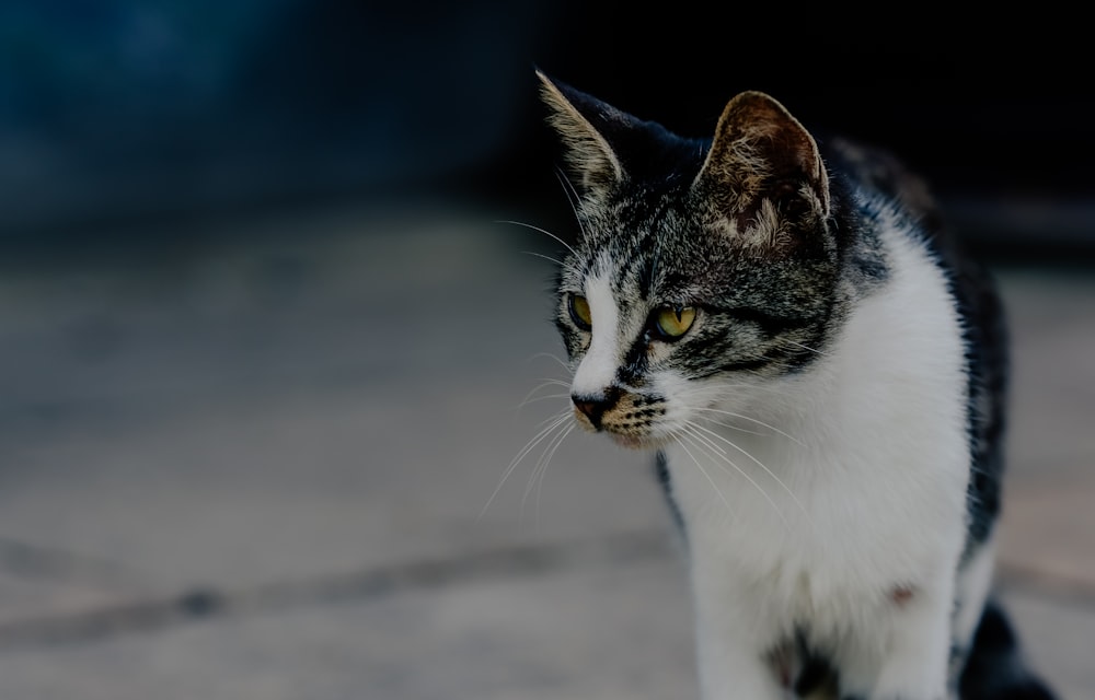 white and black cat