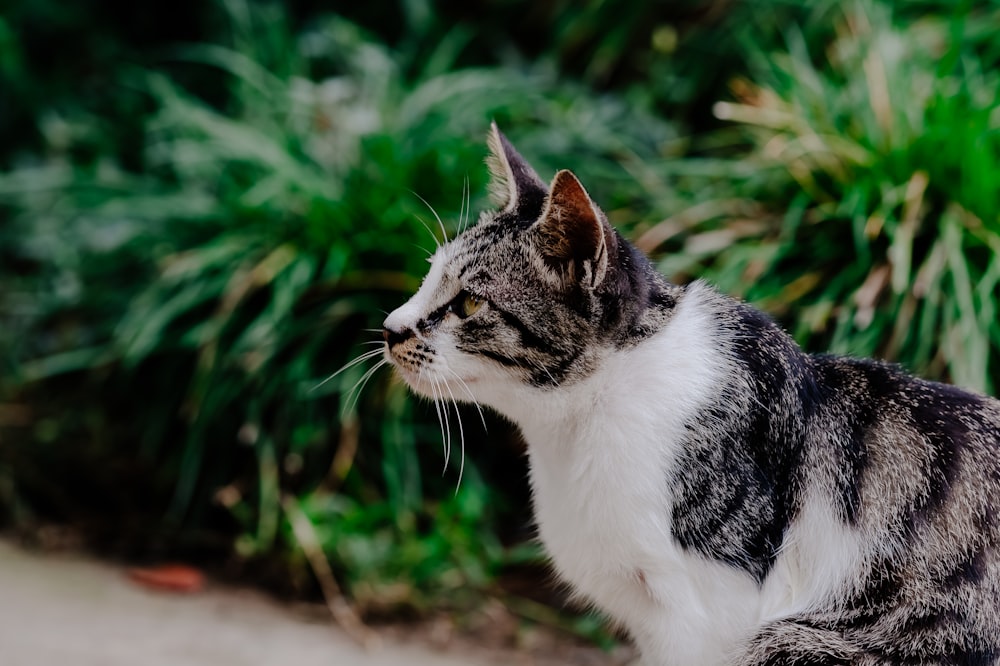 Kurzhaarige weiße und schwarze Katze