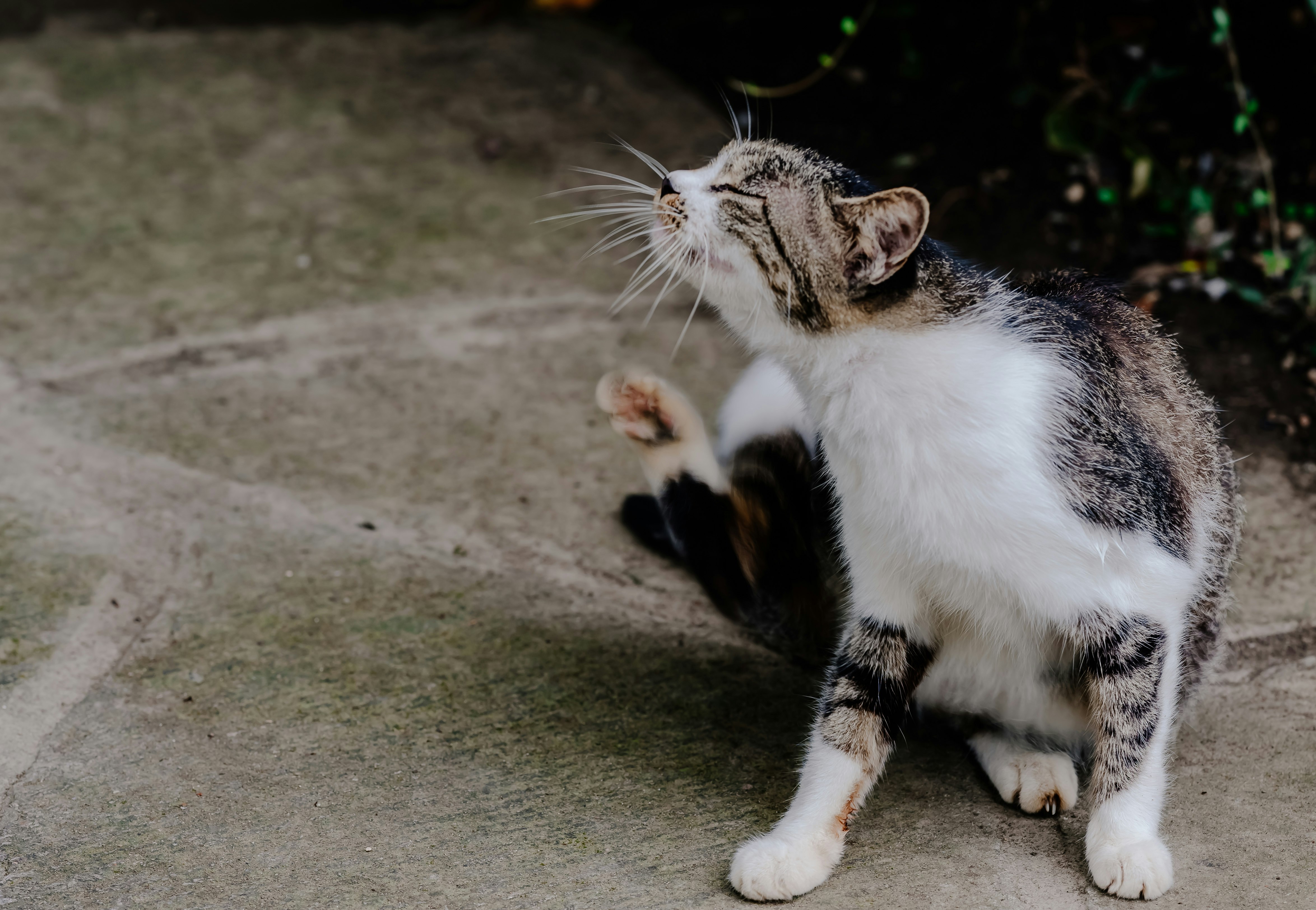 short-fur white and gray tabby cat