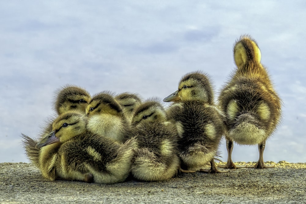 black and yellow ducklings