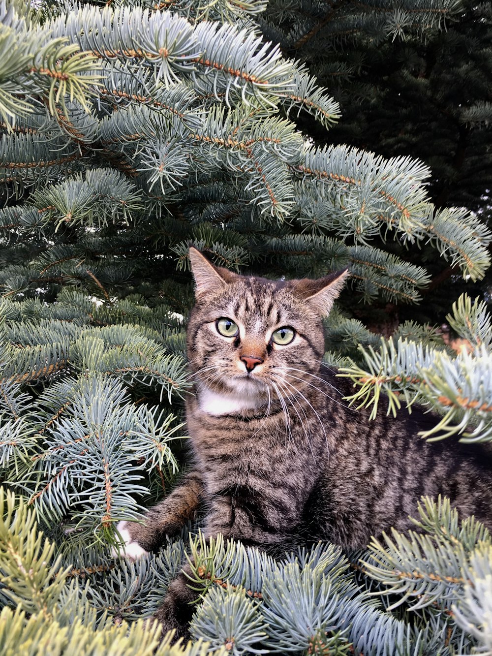 cat near plants