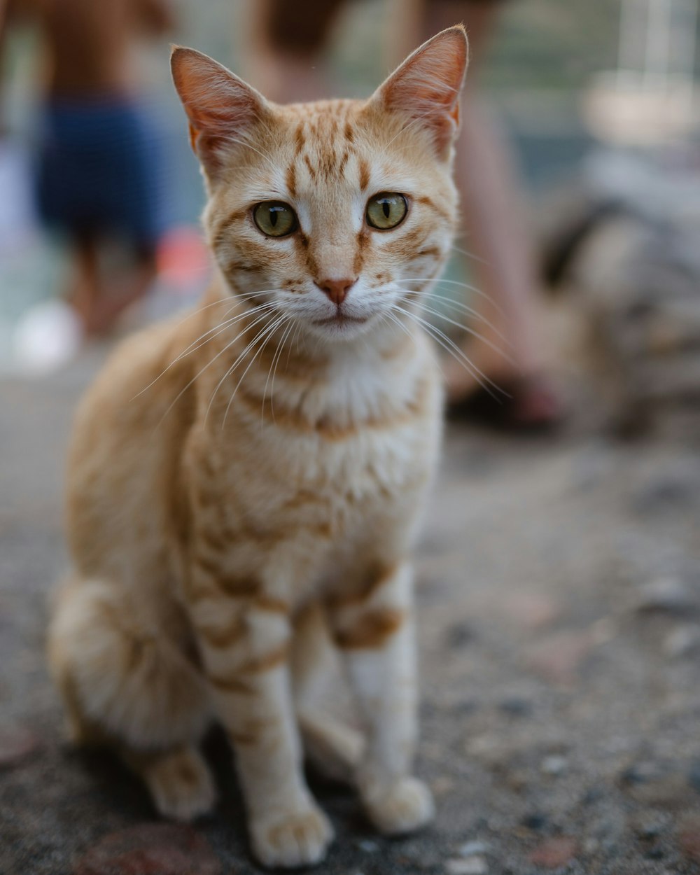 orange and white cat in macro photography