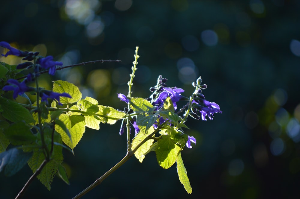 purple-petaled flowers