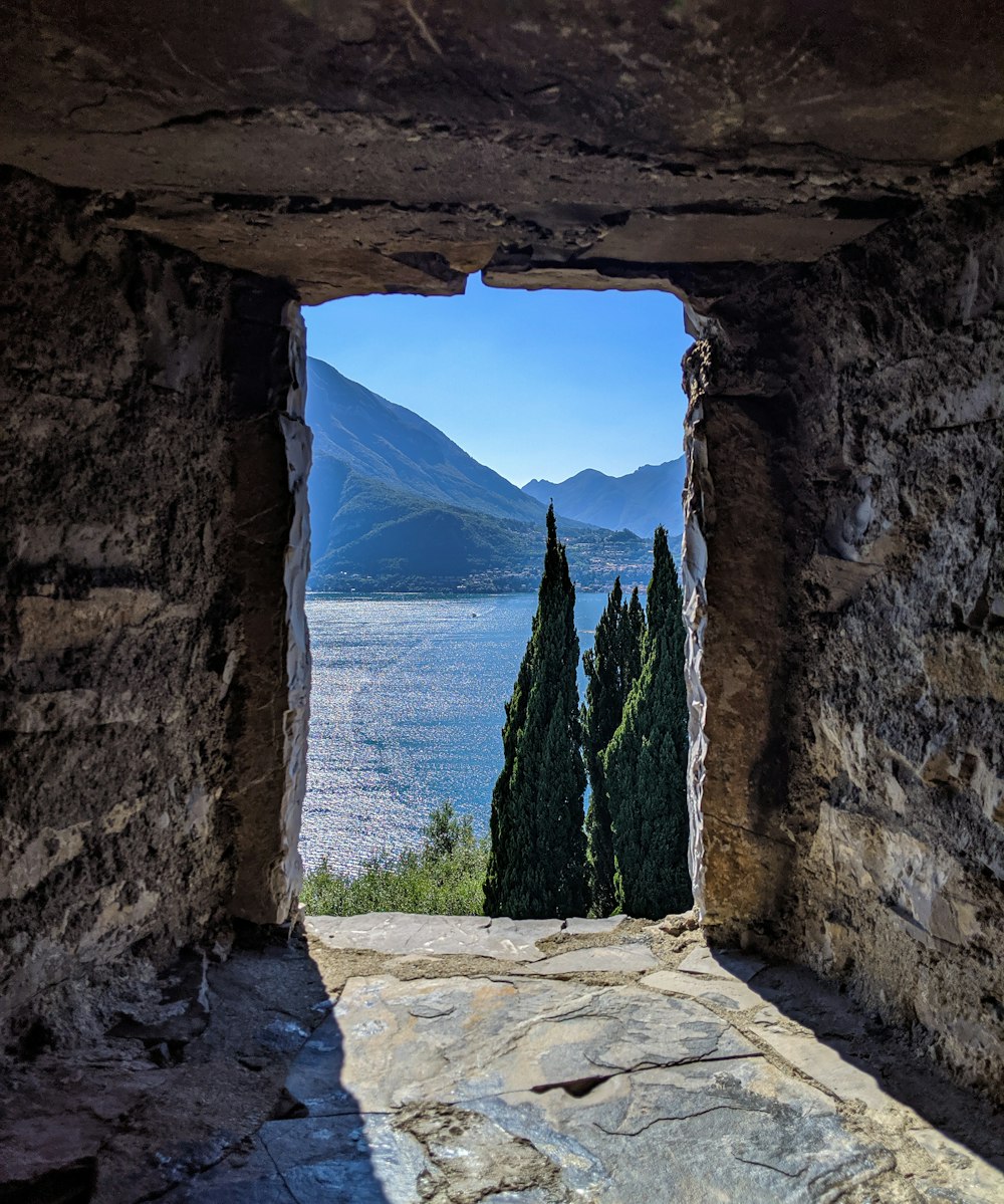 alberi a foglia verde