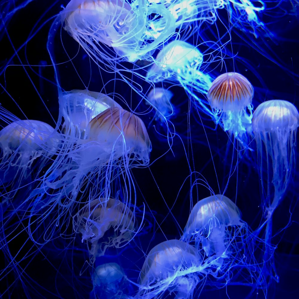 white jellyfish