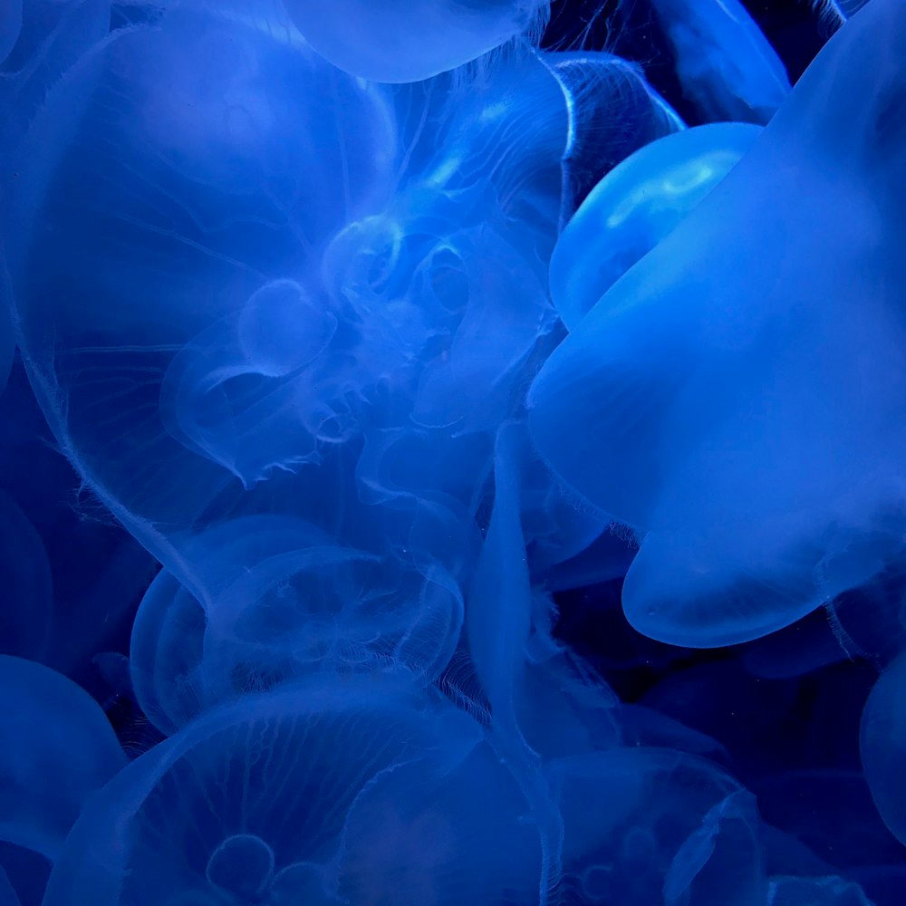 group of blue jellyfish