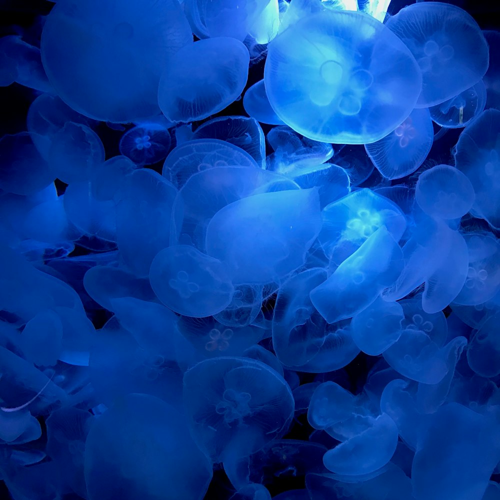 group of blue jellyfish