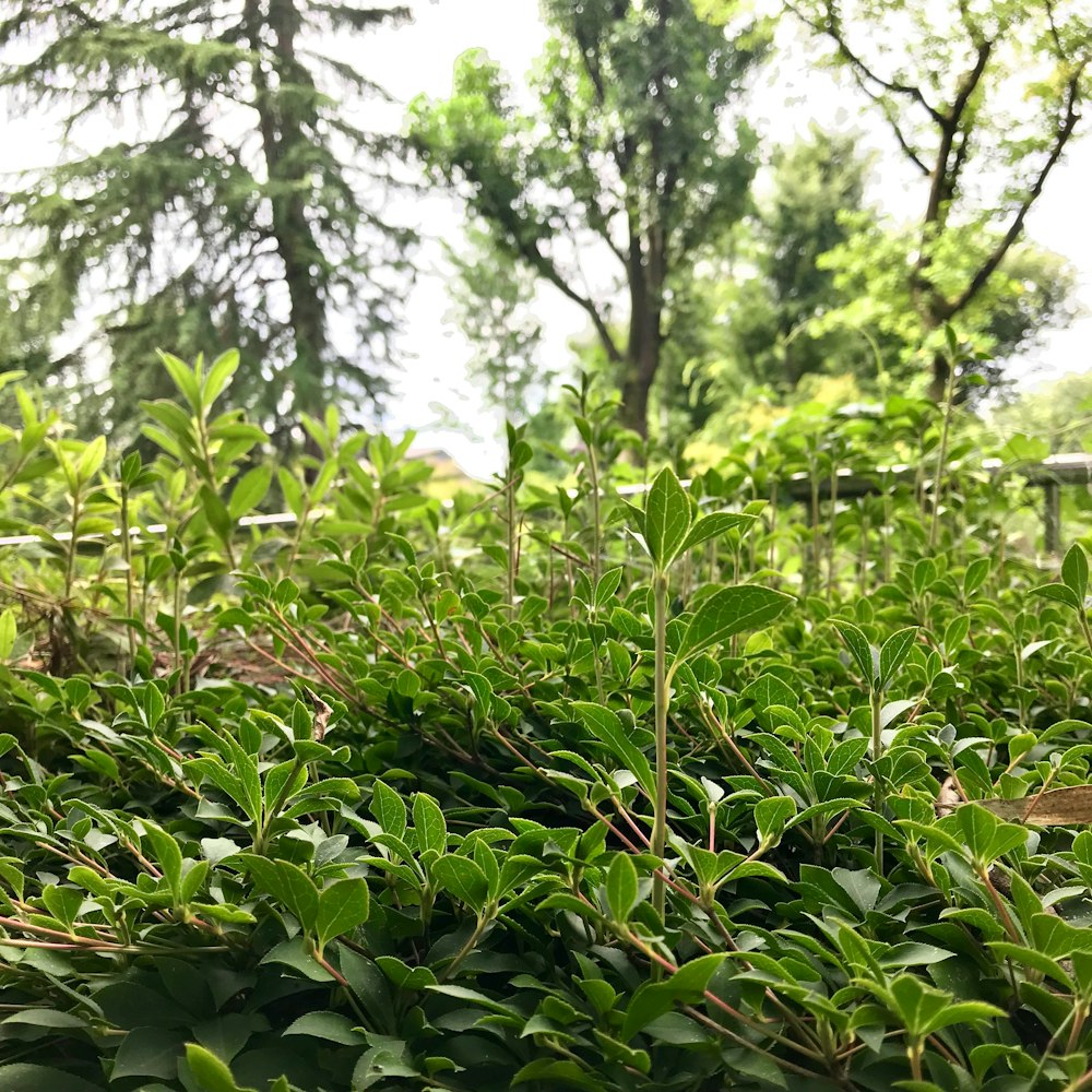 green leaf plants