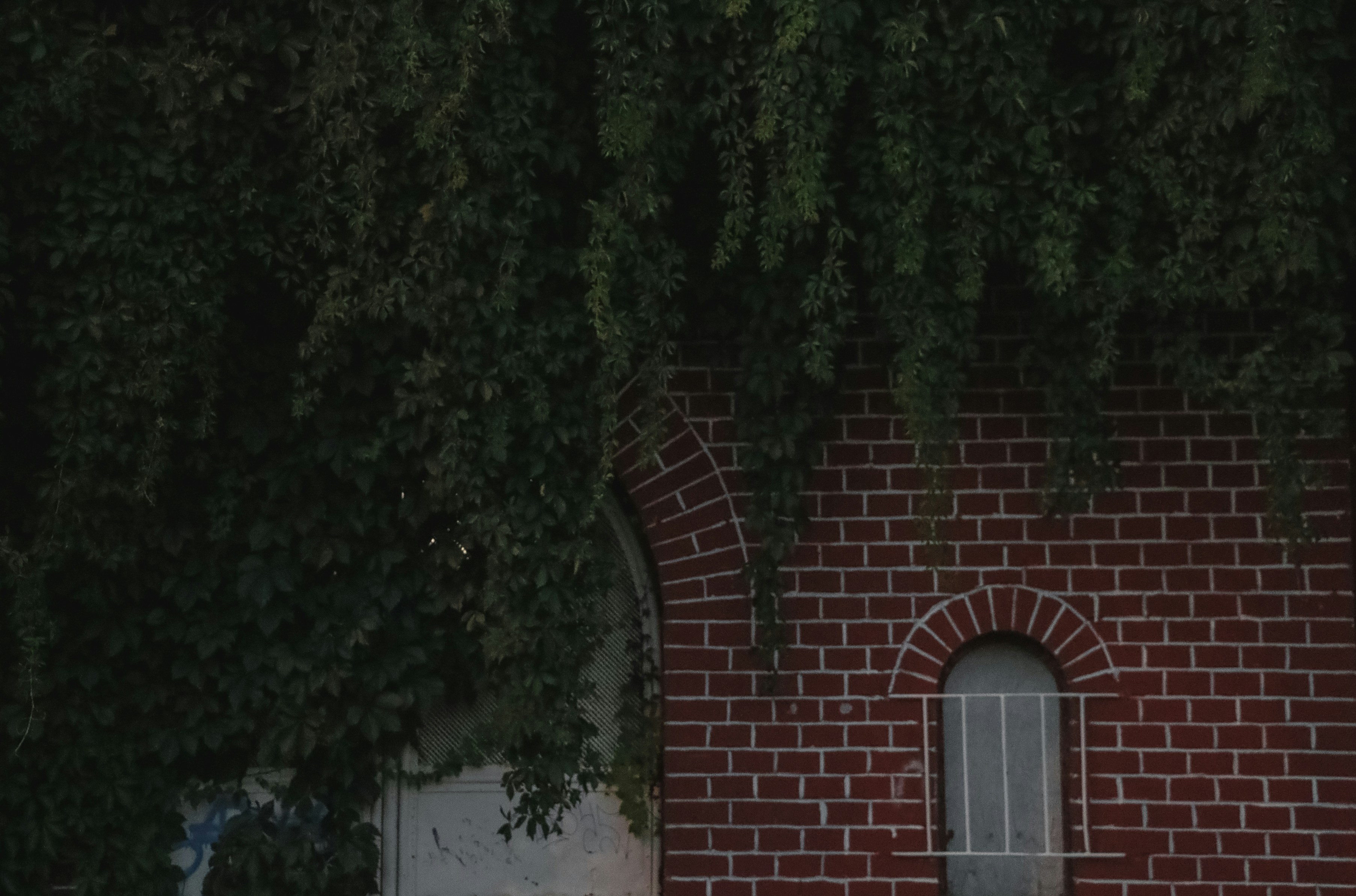 green-leafed vine on red brick house