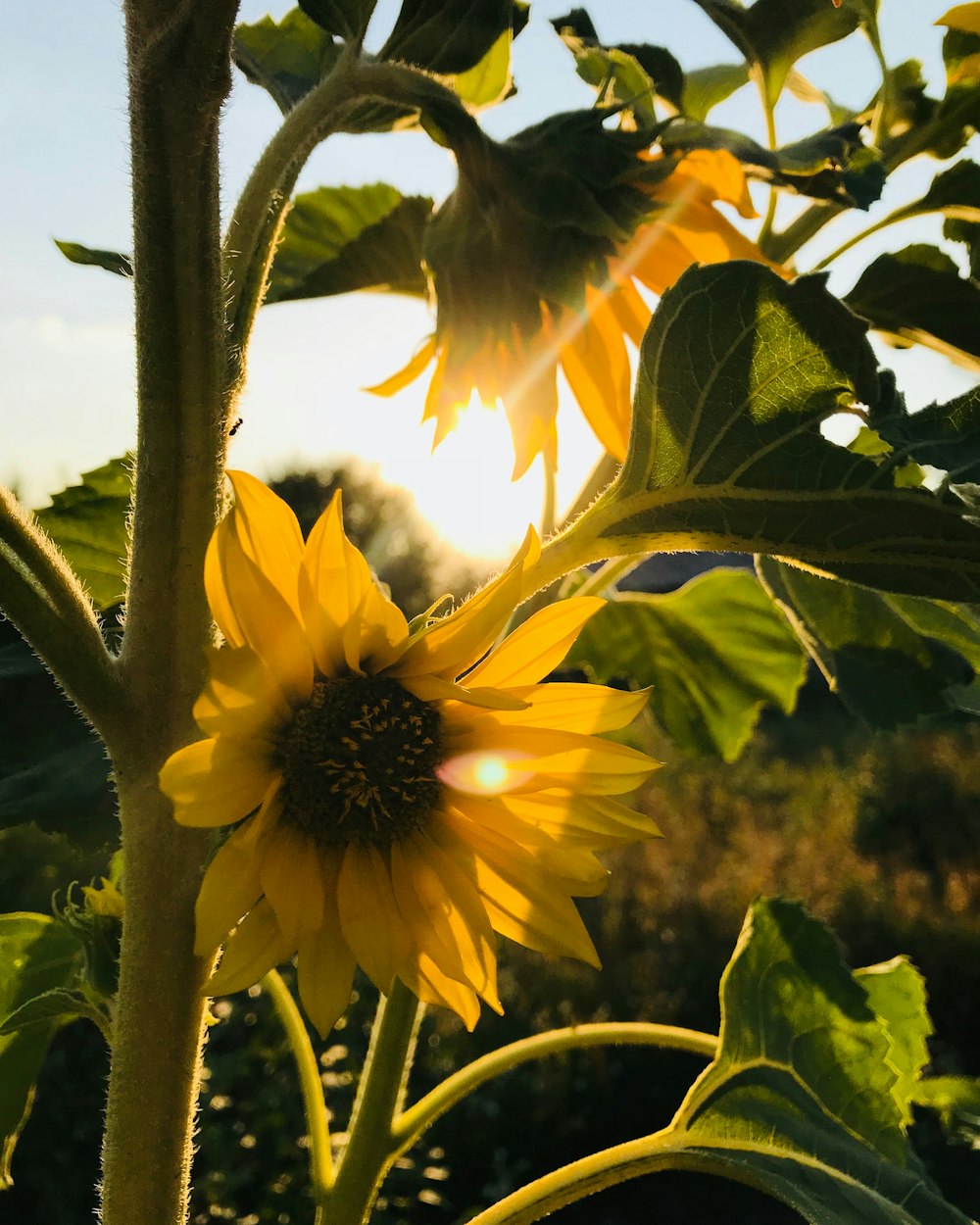 yellow sunflowers during day