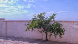 A fruit-bearing tree with lush green leaves and ripe pomegranates grows against a plain, light-colored wall. The sky above is clear with a few scattered clouds and the ground is paved.