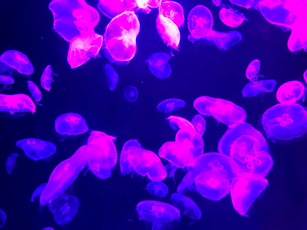 pink jellyfishes