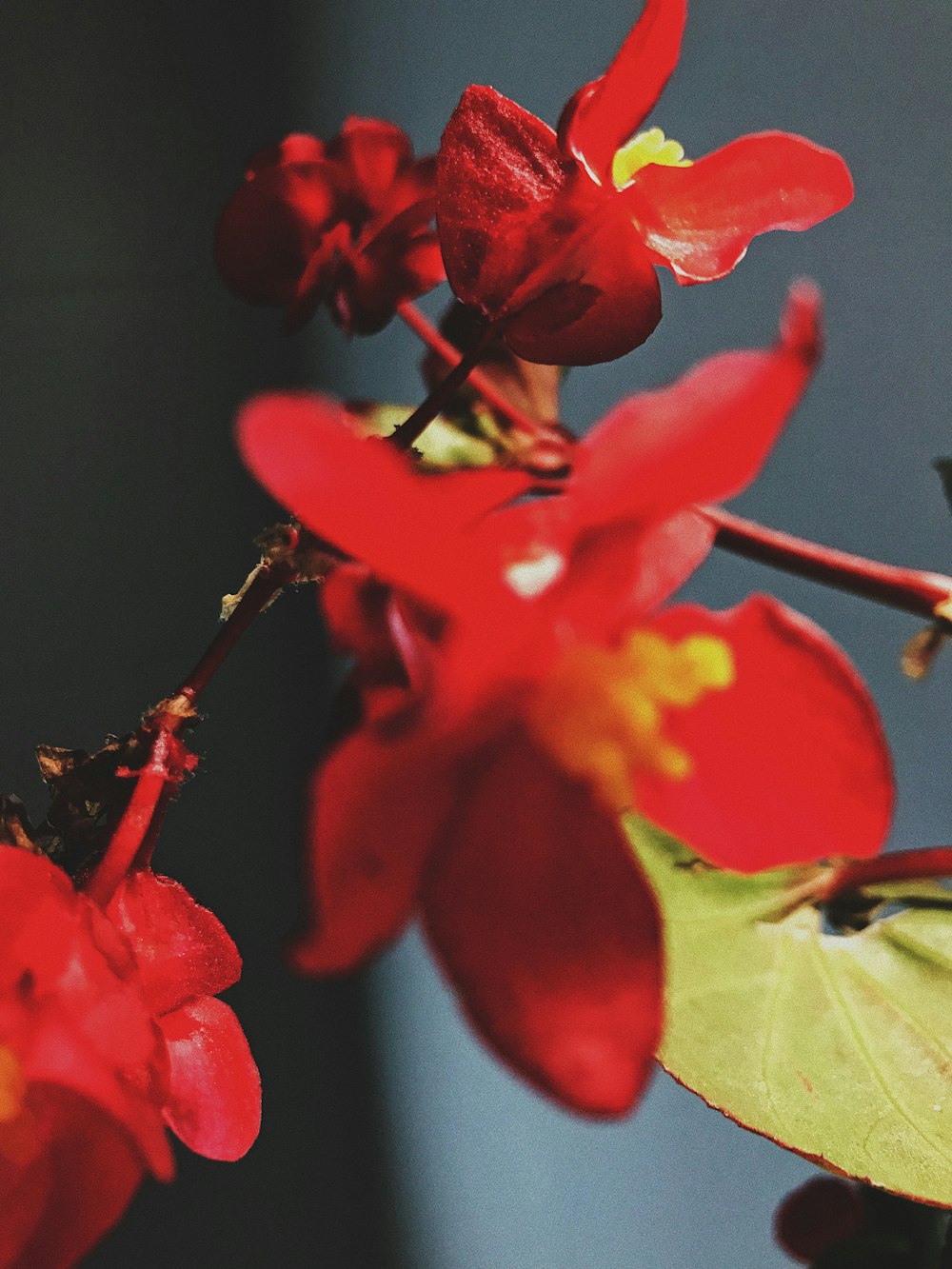 red petaled flower plants
