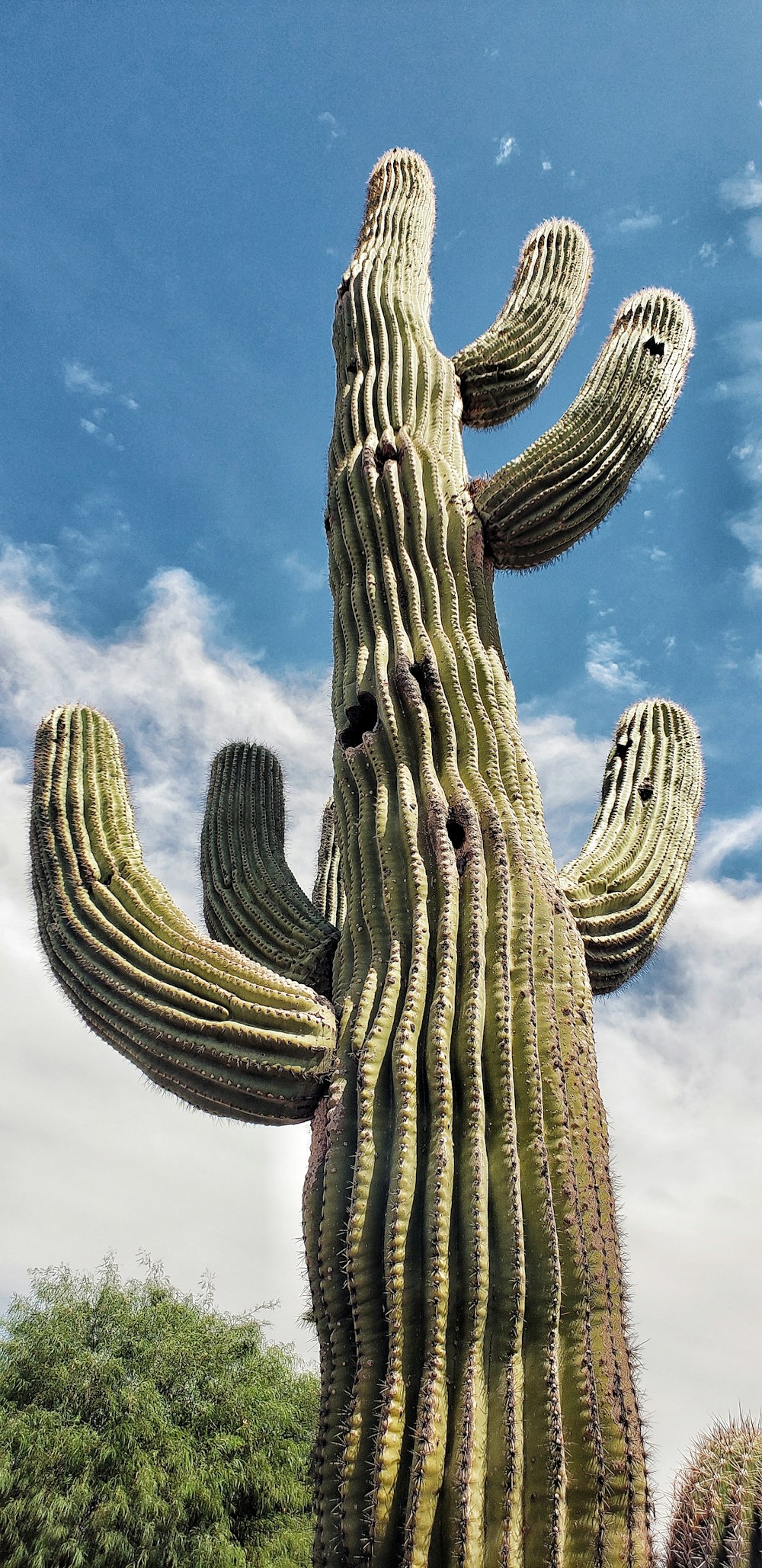 cactus