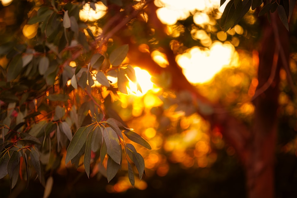 photo of green leafed tree