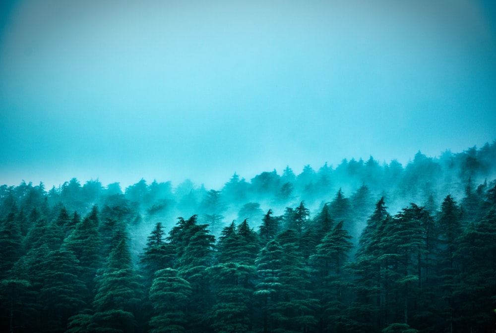 forest covered with fogs during daytime