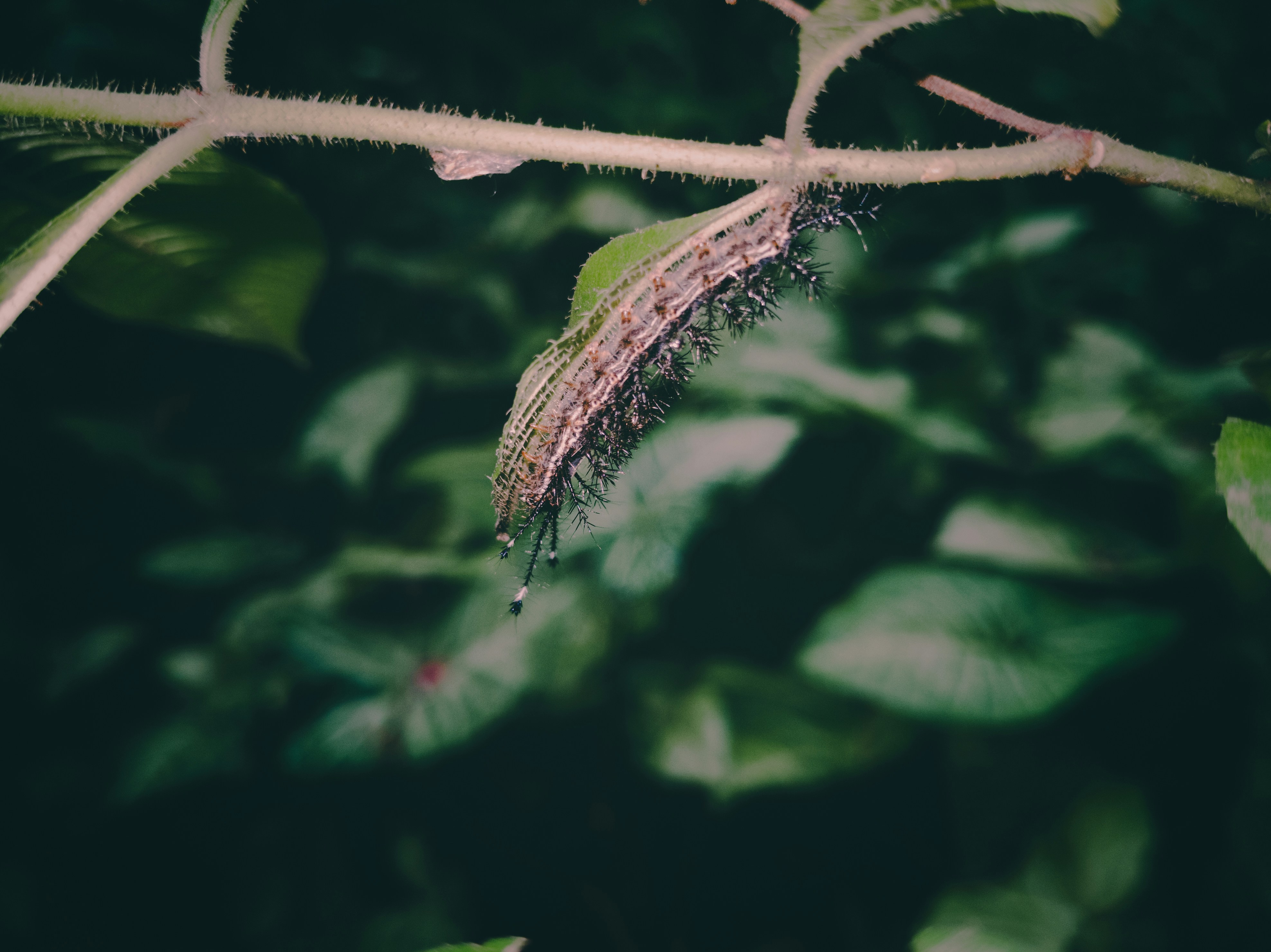 Photo by andres_acuna7