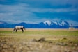 horse eating grass
