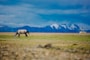horse eating grass