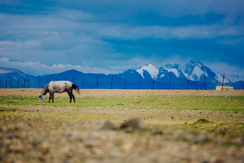 horse eating grass